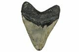 Fossil Megalodon Tooth - North Carolina #348161-2